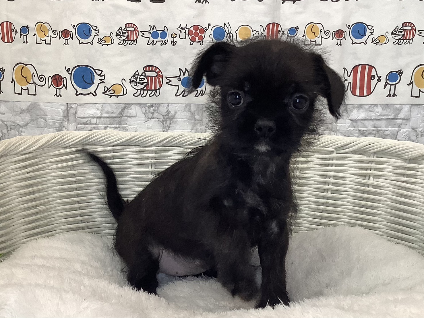 愛知県のハーフ犬・ミックス犬 (ペッツワン岡崎美合店/2025年8月31日生まれ/女の子/ブリンドル)の子犬の2枚目の画像