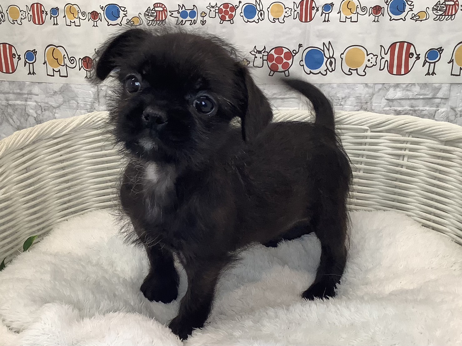 愛知県のハーフ犬・ミックス犬 (ペッツワン岡崎美合店/2025年8月31日生まれ/女の子/ブリンドル)の子犬の1枚目の画像