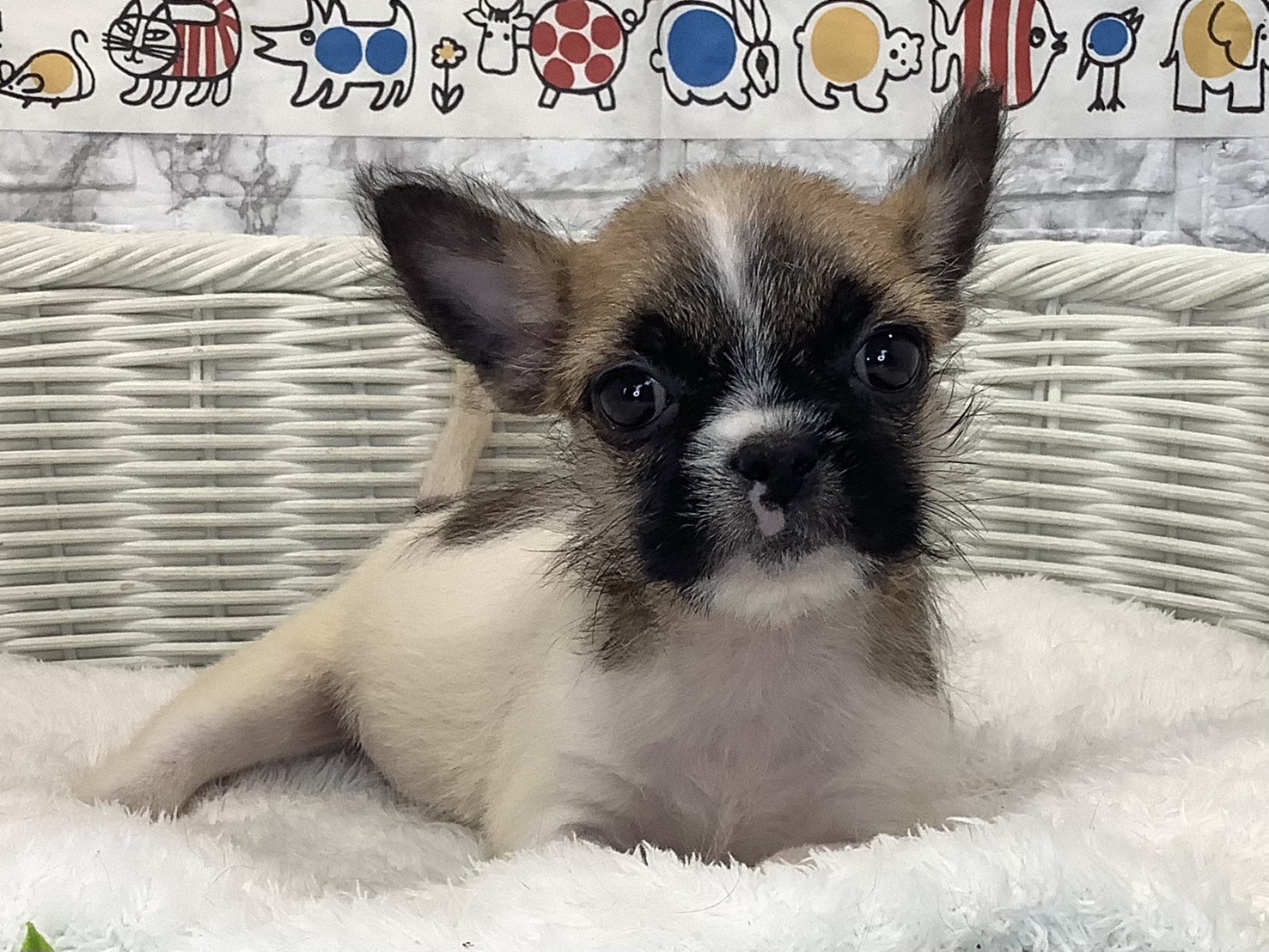 千葉県のハーフ犬・ミックス犬 (マルエスペット千鳥町店/2025年8月31日生まれ/男の子/ゴールドホワイト)の子犬の1枚目の画像