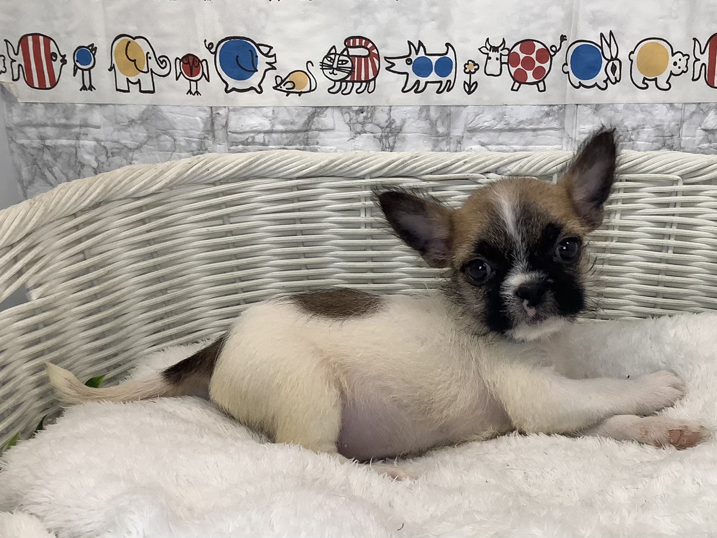 千葉県のハーフ犬・ミックス犬 (マルエスペット千鳥町店/2025年8月31日生まれ/男の子/ゴールドホワイト)の子犬の2枚目の画像