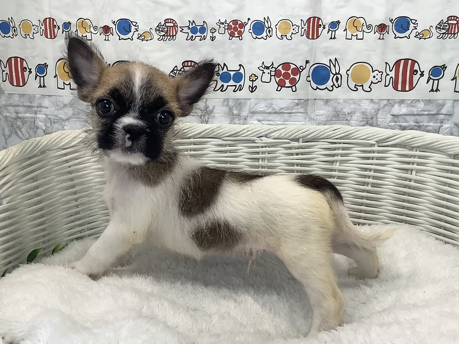 千葉県のハーフ犬・ミックス犬 (マルエスペット千鳥町店/2025年8月31日生まれ/男の子/ゴールドホワイト)の子犬の3枚目の画像