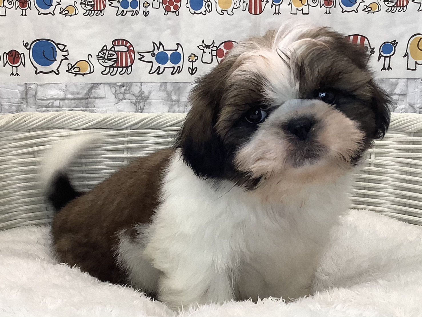 奈良県のシーズー (マルエスペット いかるが店/2025年9月4日生まれ/男の子/ゴールドホワイト)の子犬の2枚目の画像