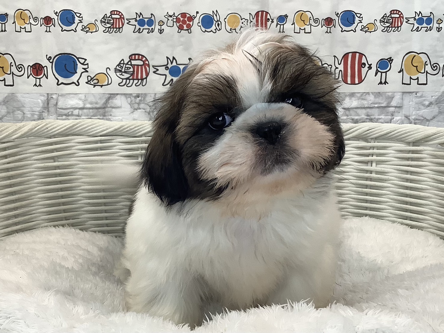 奈良県のシーズー (マルエスペット いかるが店/2025年9月4日生まれ/男の子/ゴールドホワイト)の子犬の1枚目の画像