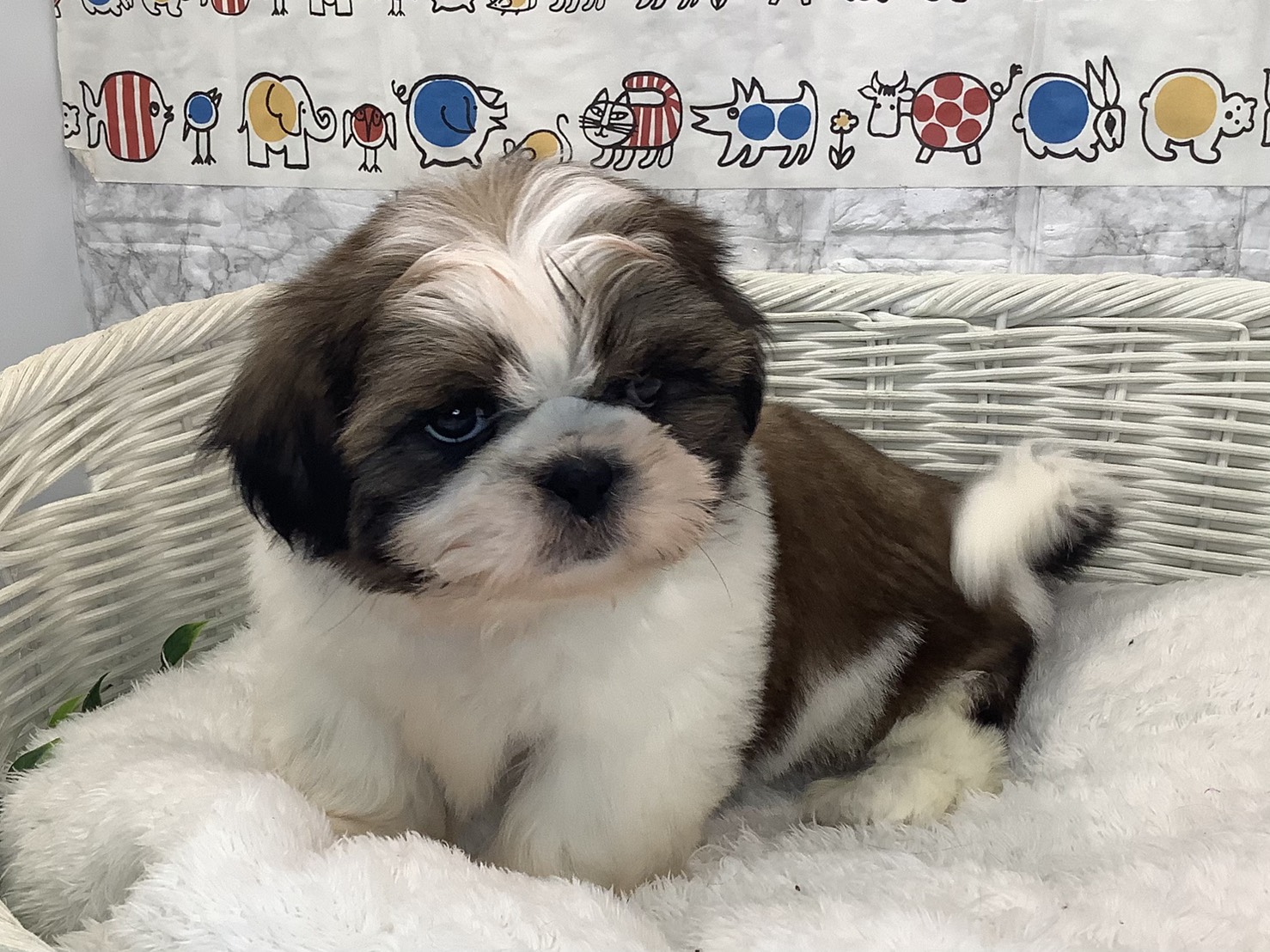 奈良県のシーズー (マルエスペット いかるが店/2025年9月4日生まれ/男の子/ゴールドホワイト)の子犬の3枚目の画像