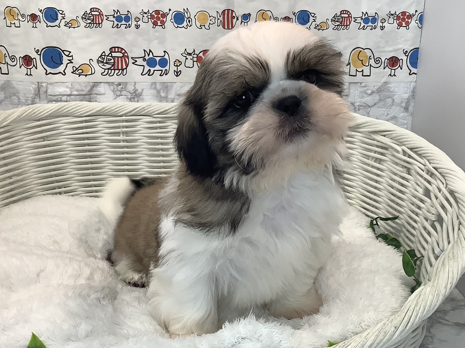 神奈川県のシーズー (マルエスペット湯河原店/2025年9月4日生まれ/男の子/ゴールドホワイト)の子犬の1枚目の画像