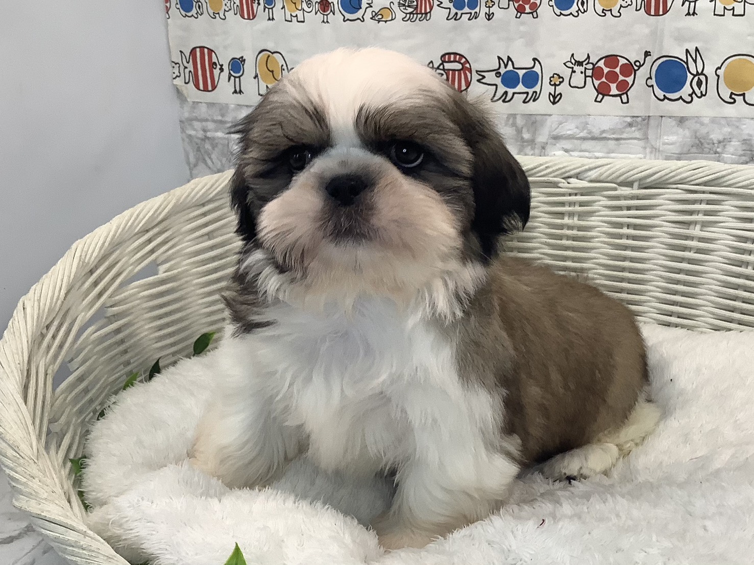 神奈川県のシーズー (マルエスペット湯河原店/2025年9月4日生まれ/男の子/ゴールドホワイト)の子犬の3枚目の画像