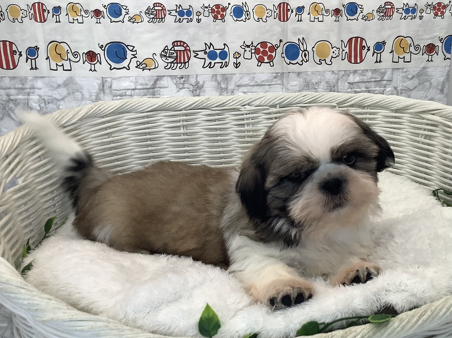 神奈川県のシーズー (マルエスペット湯河原店/2025年9月4日生まれ/男の子/ゴールドホワイト)の子犬の2枚目の画像