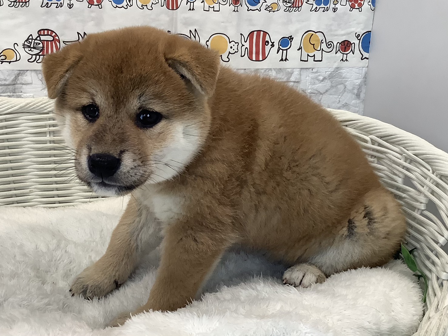 愛知県の柴犬(標準サイズ) (ペッツワン岡崎美合店/2025年9月8日生まれ/女の子/赤)の子犬の3枚目の画像