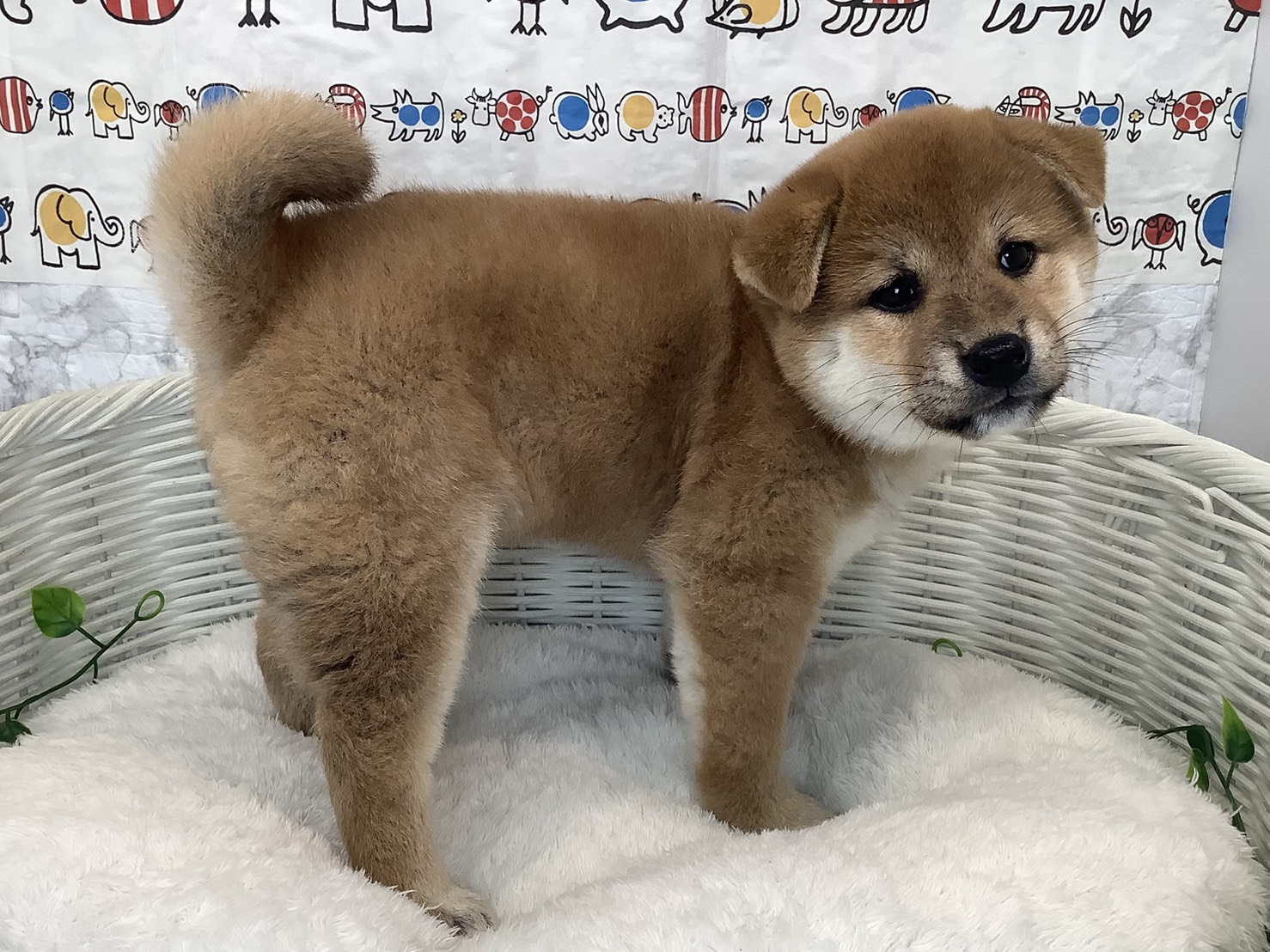 愛知県の柴犬(標準サイズ) (ペッツワン岡崎美合店/2025年9月8日生まれ/女の子/赤)の子犬の2枚目の画像