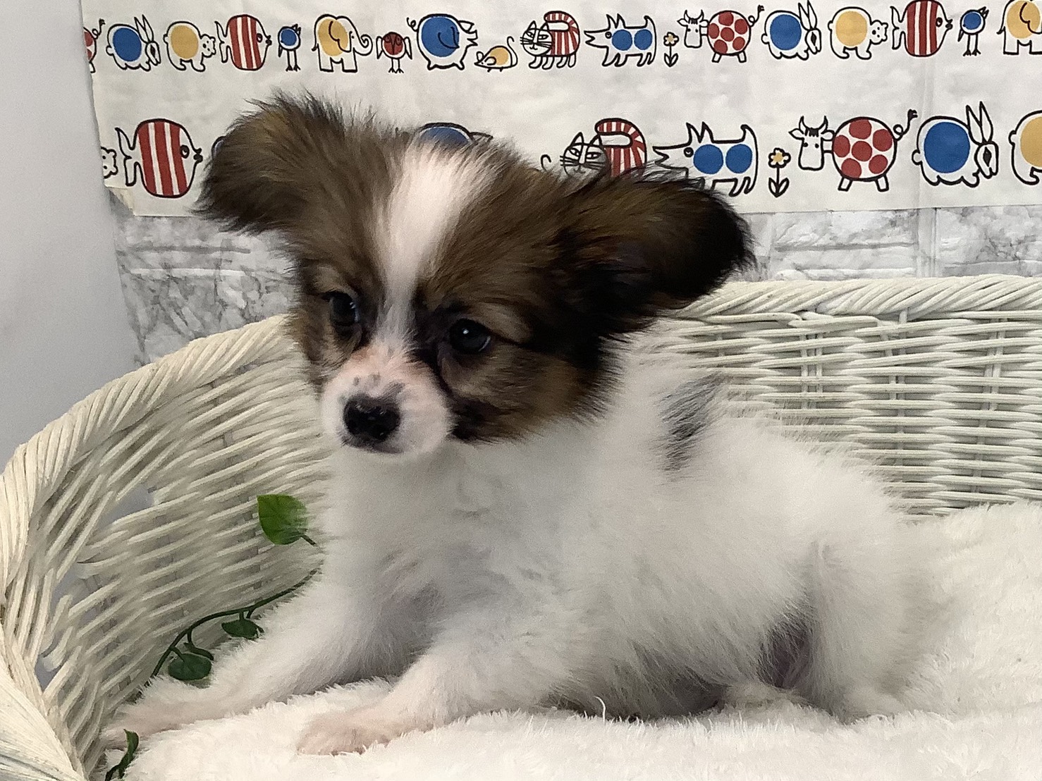 奈良県のパピヨン (マルエスペット 富雄店/2025年9月5日生まれ/男の子/ブラウンホワイト)の子犬の3枚目の画像