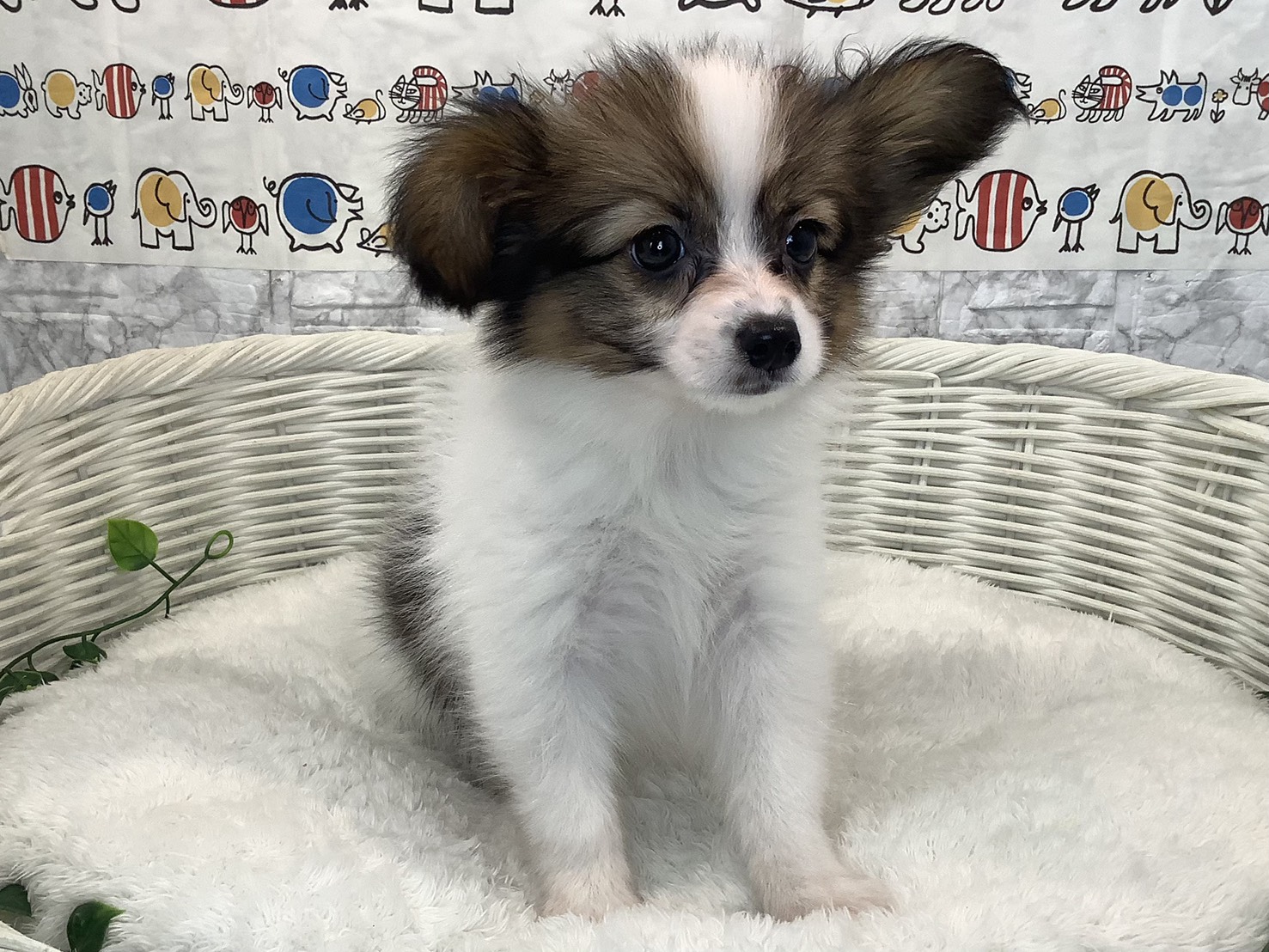 奈良県のパピヨン (マルエスペット 富雄店/2025年9月5日生まれ/男の子/ブラウンホワイト)の子犬の1枚目の画像