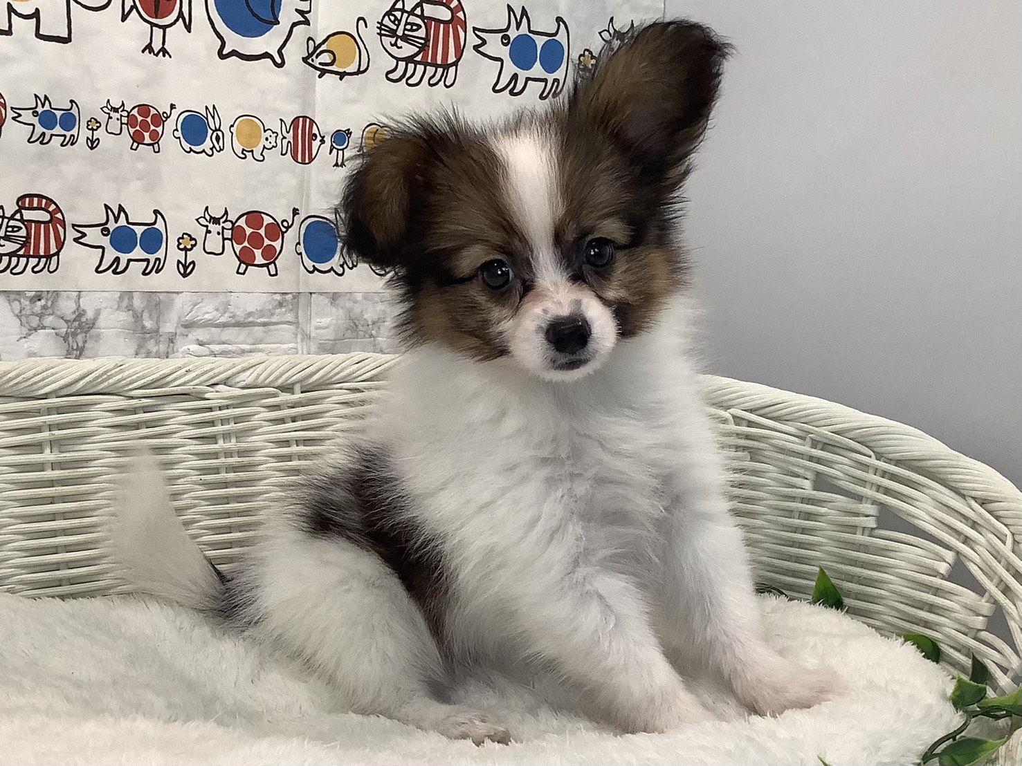 奈良県のパピヨン (マルエスペット 富雄店/2025年9月5日生まれ/男の子/ブラウンホワイト)の子犬の2枚目の画像