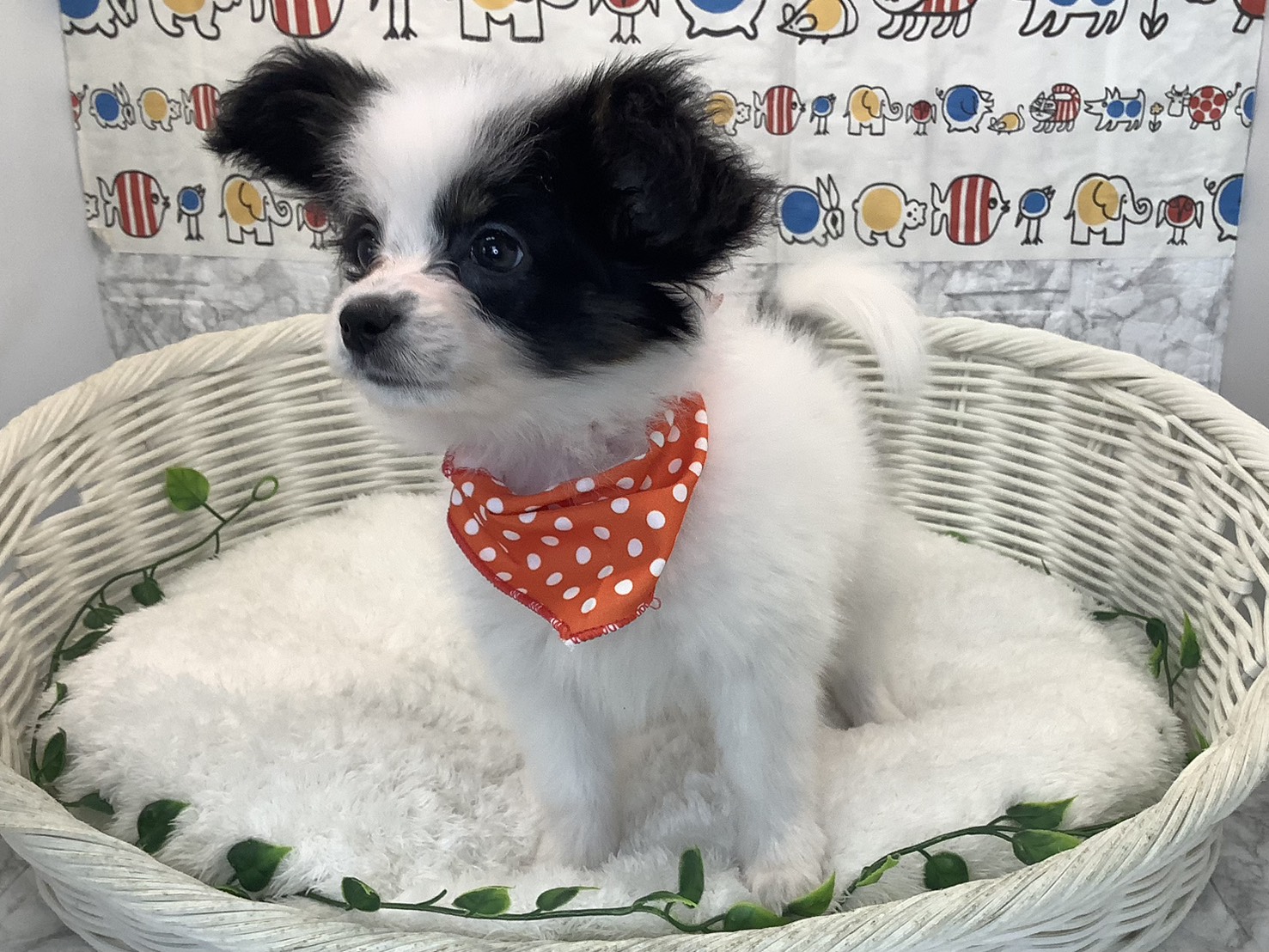 奈良県のパピヨン (マルエスペット いかるが店/2025年9月5日生まれ/女の子/トライカラー)の子犬の1枚目の画像