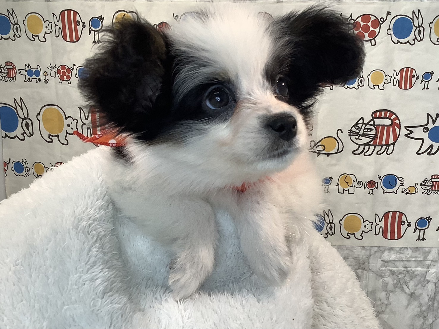 奈良県のパピヨン (マルエスペット いかるが店/2025年9月5日生まれ/女の子/トライカラー)の子犬の3枚目の画像