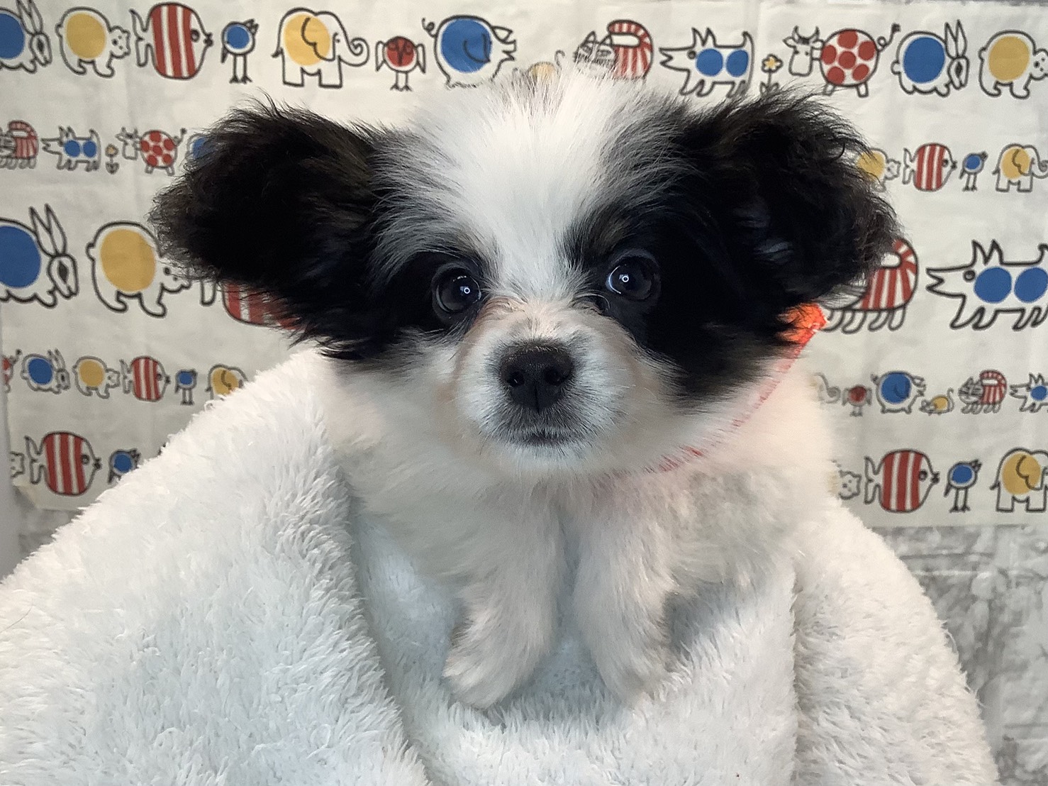 奈良県のパピヨン (マルエスペット いかるが店/2025年9月5日生まれ/女の子/トライカラー)の子犬の2枚目の画像