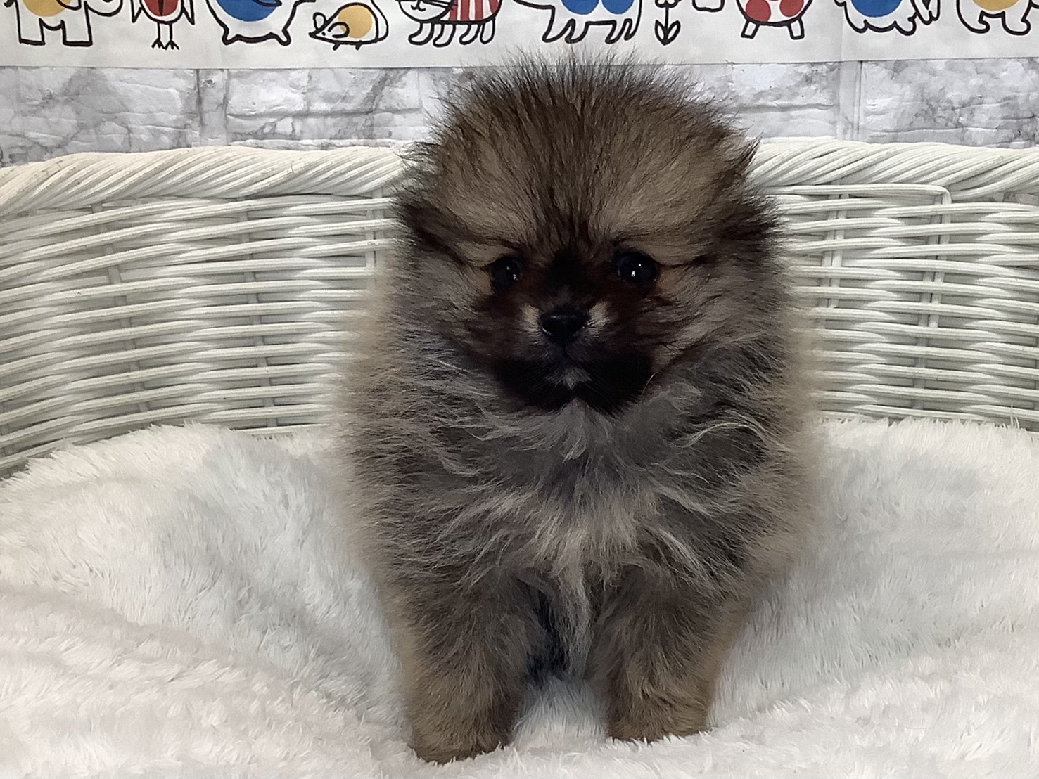 奈良県のポメラニアン (マルエスペット ヒルステップ生駒店/2025年9月8日生まれ/男の子/オレンジ)の子犬の1枚目の画像