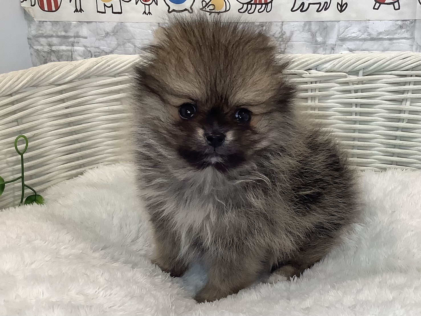 奈良県のポメラニアン (マルエスペット ヒルステップ生駒店/2025年9月8日生まれ/男の子/オレンジ)の子犬の3枚目の画像