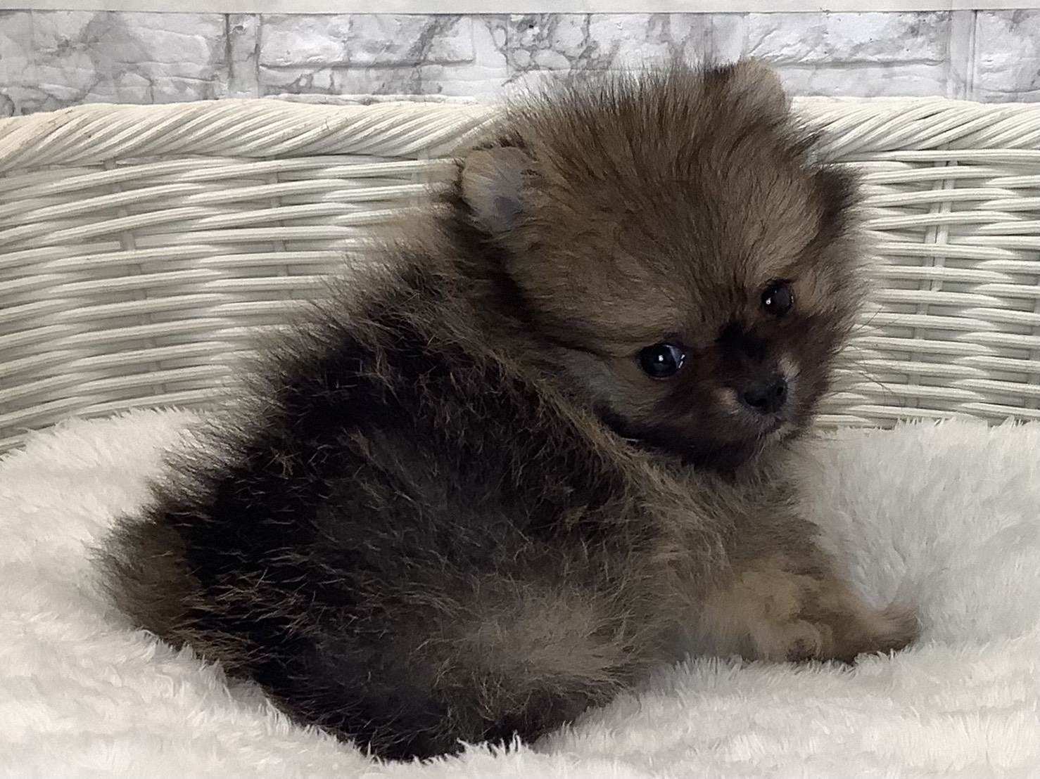 奈良県のポメラニアン (マルエスペット ヒルステップ生駒店/2025年9月8日生まれ/男の子/オレンジ)の子犬の2枚目の画像