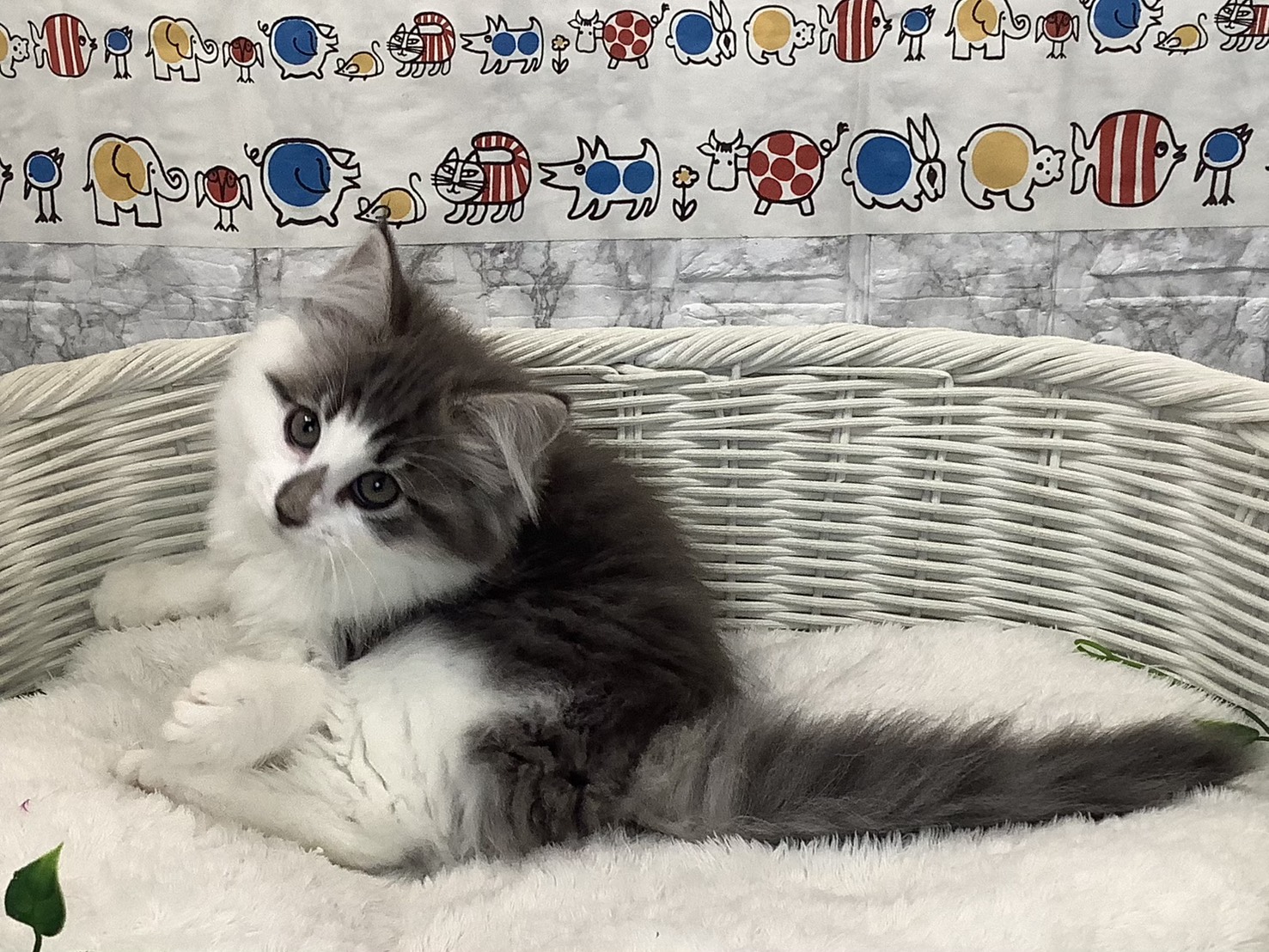 静岡県のノルウェージャンフォレストキャット (マルエスペット富士店/2025年8月20日生まれ/女の子/ブルークラシックタビー/ホワイト)の子猫の3枚目の画像