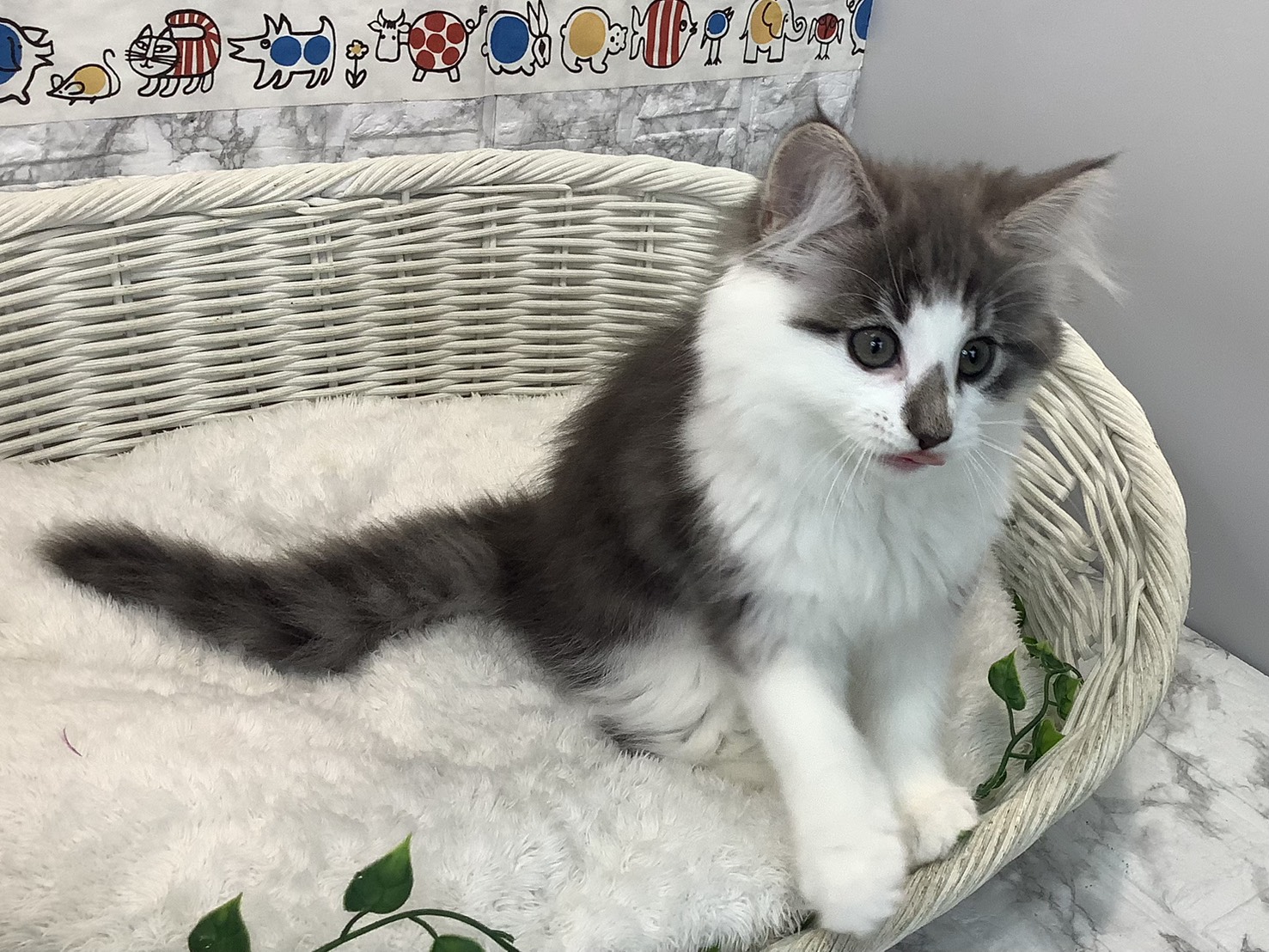 静岡県のノルウェージャンフォレストキャット (マルエスペット富士店/2025年8月20日生まれ/女の子/ブルークラシックタビー/ホワイト)の子猫の2枚目の画像