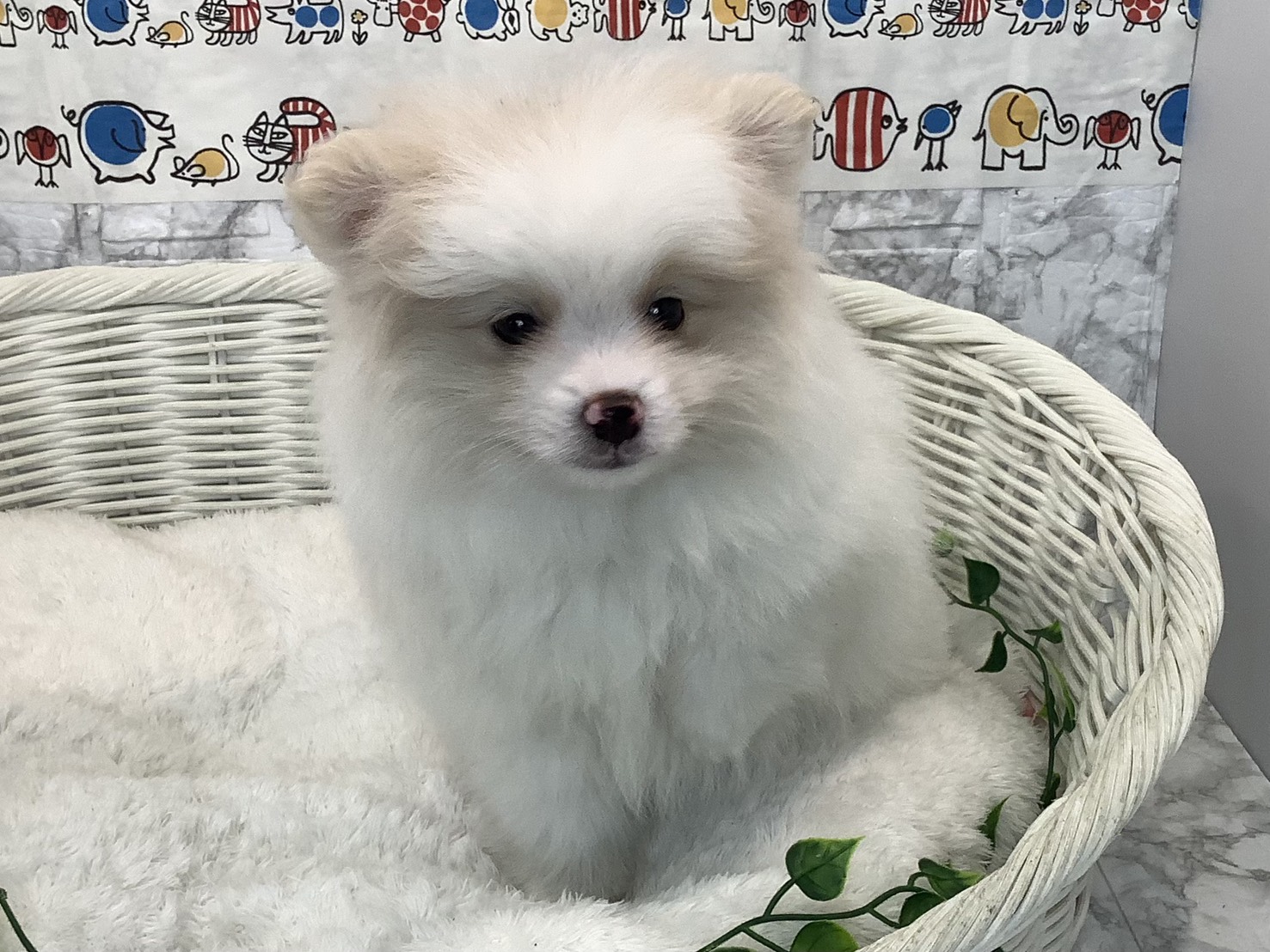 神奈川県のポメラニアン (マルエスペット湯河原店/2025年9月6日生まれ/男の子/クリーム)の子犬の1枚目の画像