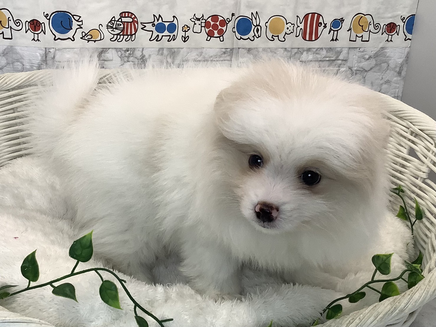 神奈川県のポメラニアン (マルエスペット湯河原店/2025年9月6日生まれ/男の子/クリーム)の子犬の2枚目の画像