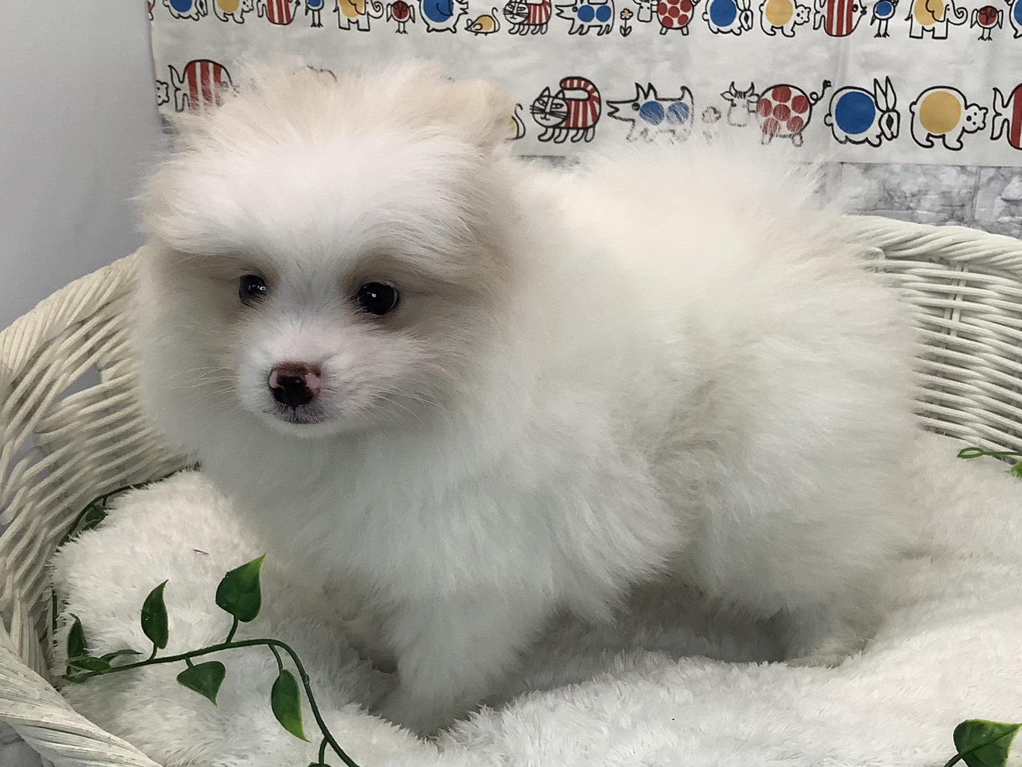 神奈川県のポメラニアン (マルエスペット湯河原店/2025年9月6日生まれ/男の子/クリーム)の子犬の3枚目の画像