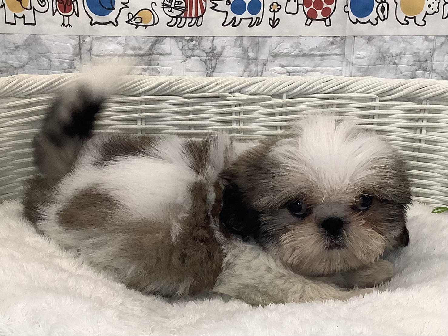 奈良県のシーズー (マルエスペット 富雄店/2025年9月5日生まれ/男の子/ゴールドホワイト)の子犬の2枚目の画像