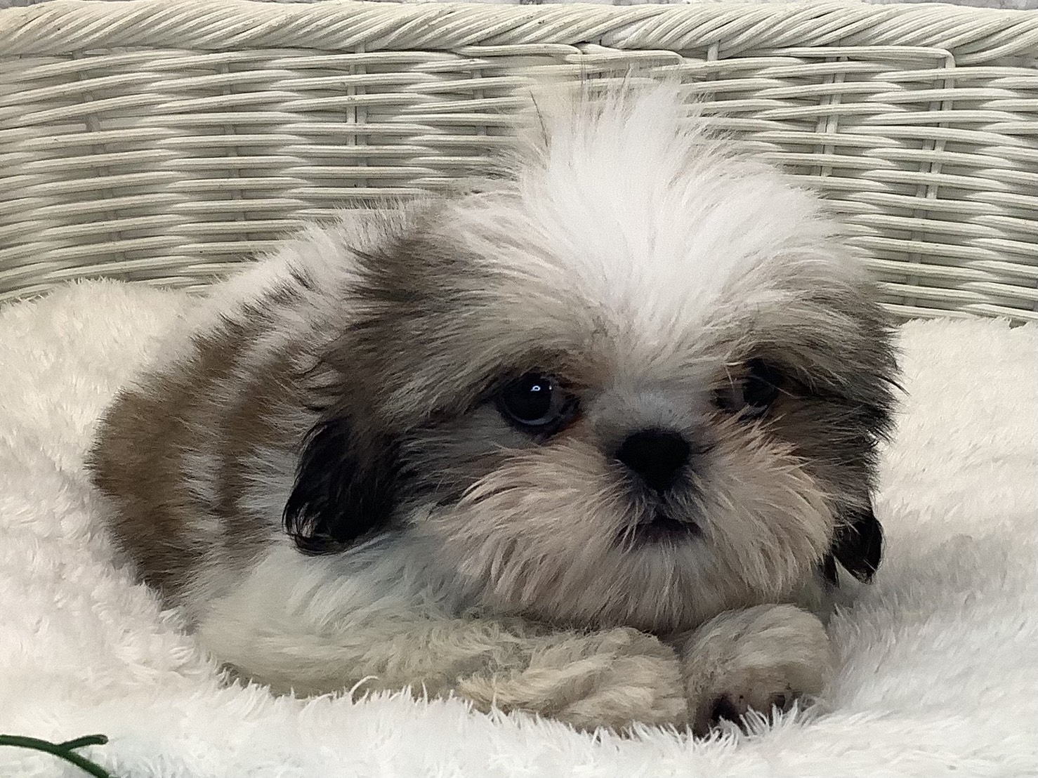 奈良県のシーズー (マルエスペット 富雄店/2025年9月5日生まれ/男の子/ゴールドホワイト)の子犬の1枚目の画像