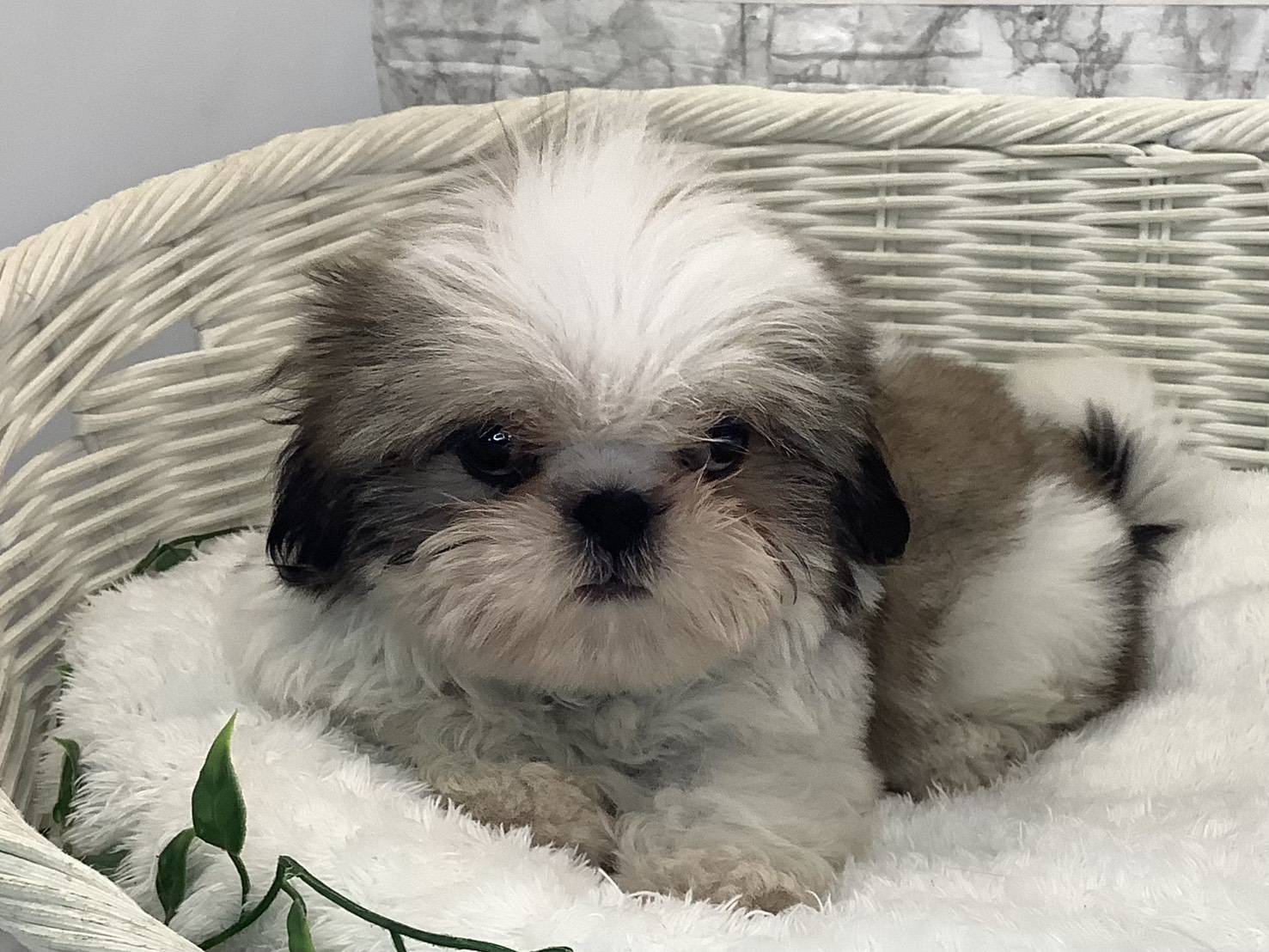 奈良県のシーズー (マルエスペット 富雄店/2025年9月5日生まれ/男の子/ゴールドホワイト)の子犬の3枚目の画像