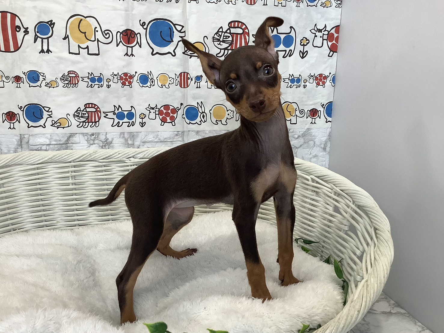 神奈川県のミニチュアピンシャー (マルエスペット相模大野店/2025年9月6日生まれ/女の子/チョコレートタン)の子犬の2枚目の画像