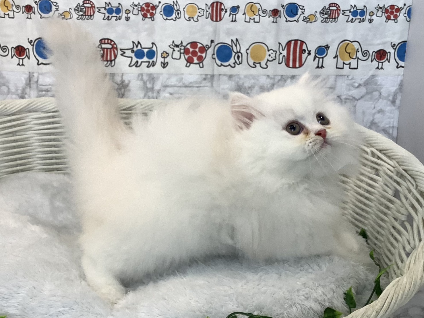 奈良県のミヌエット (マルエスペット はんな店/2025年9月8日生まれ/男の子/カメオタビー)の子猫の2枚目の画像