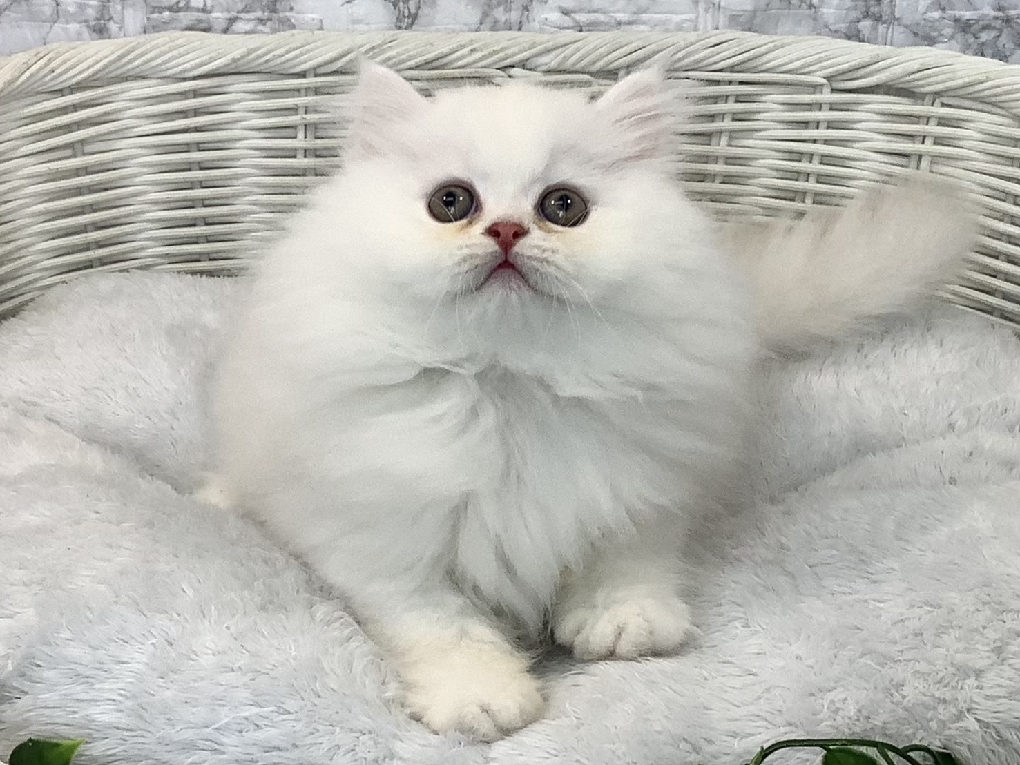 奈良県のミヌエット (マルエスペット はんな店/2025年9月8日生まれ/男の子/カメオタビー)の子猫の1枚目の画像