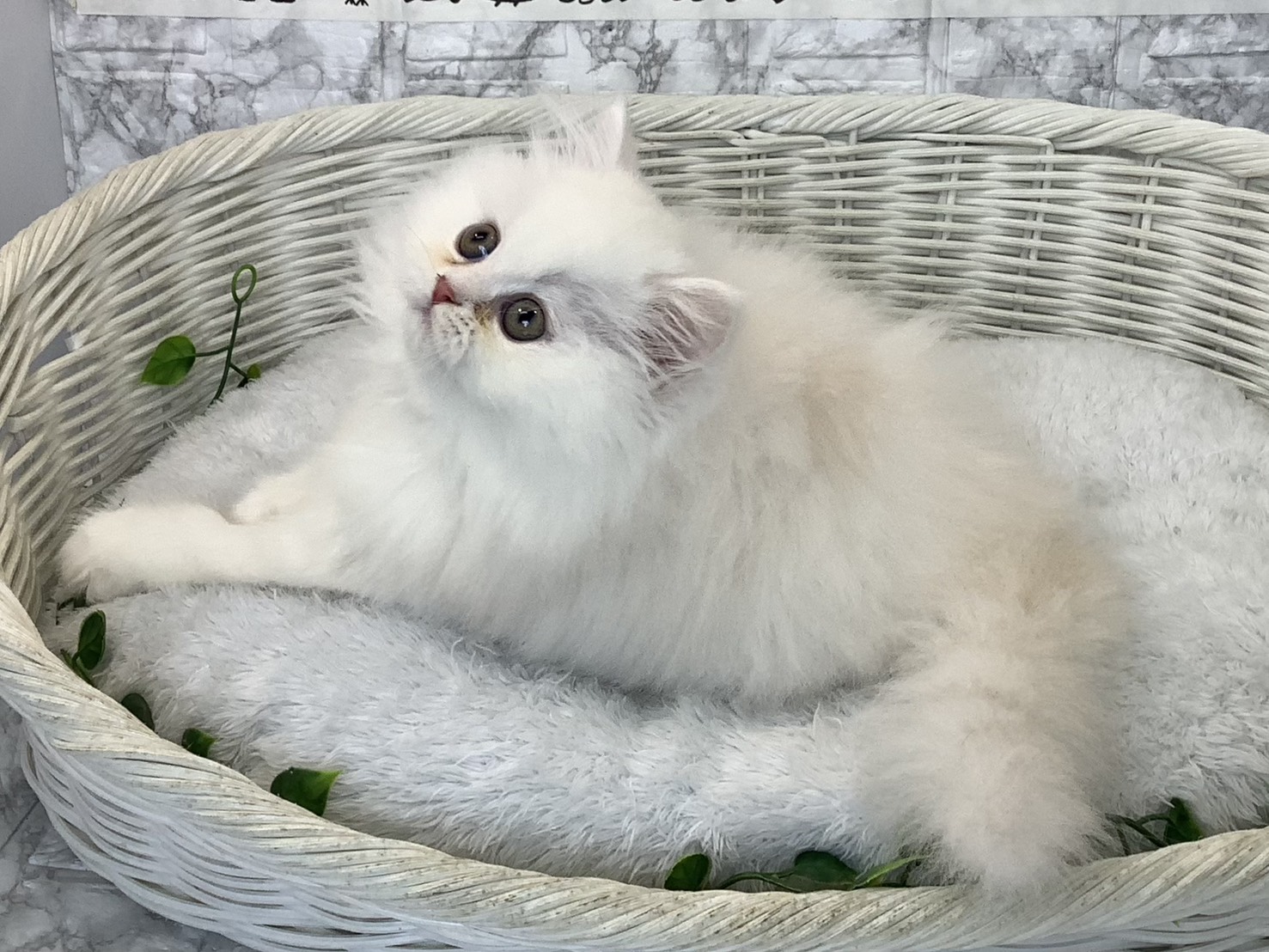 奈良県のミヌエット (マルエスペット はんな店/2025年9月8日生まれ/男の子/カメオタビー)の子猫の3枚目の画像