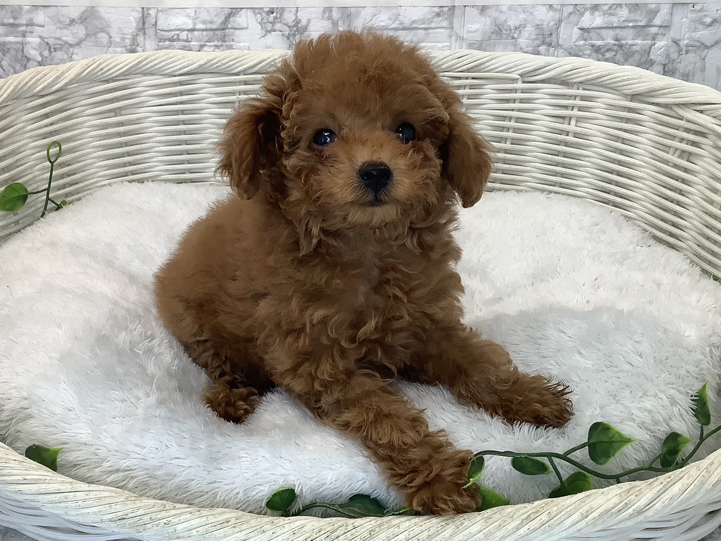 愛知県のトイプードル(トイ) (ペッツワン岡崎美合店/2025年9月10日生まれ/女の子/レッド)の子犬の2枚目の画像