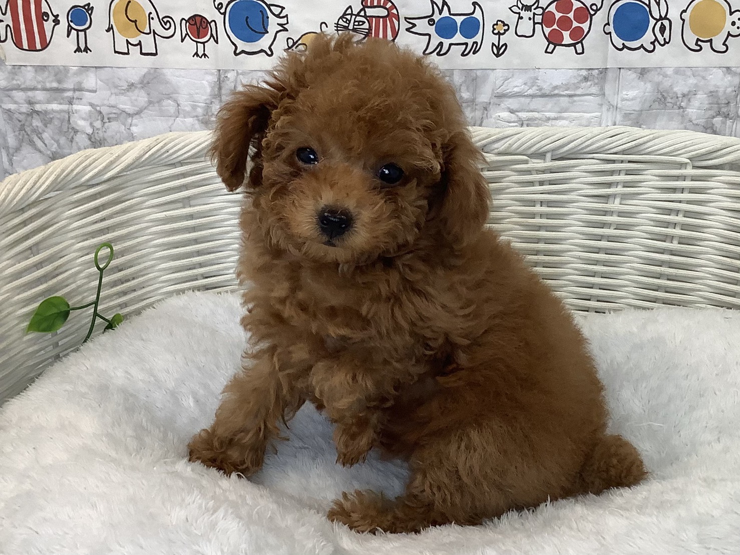 愛知県のトイプードル(トイ) (ペッツワン岡崎美合店/2025年9月10日生まれ/女の子/レッド)の子犬の3枚目の画像