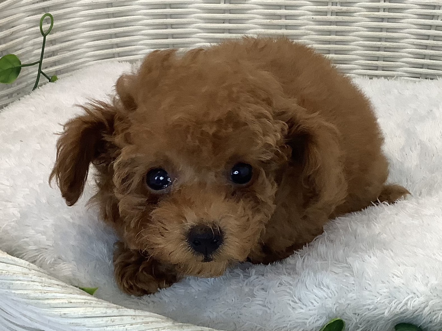 愛知県のトイプードル(トイ) (ペッツワン岡崎美合店/2025年9月10日生まれ/女の子/レッド)の子犬の1枚目の画像