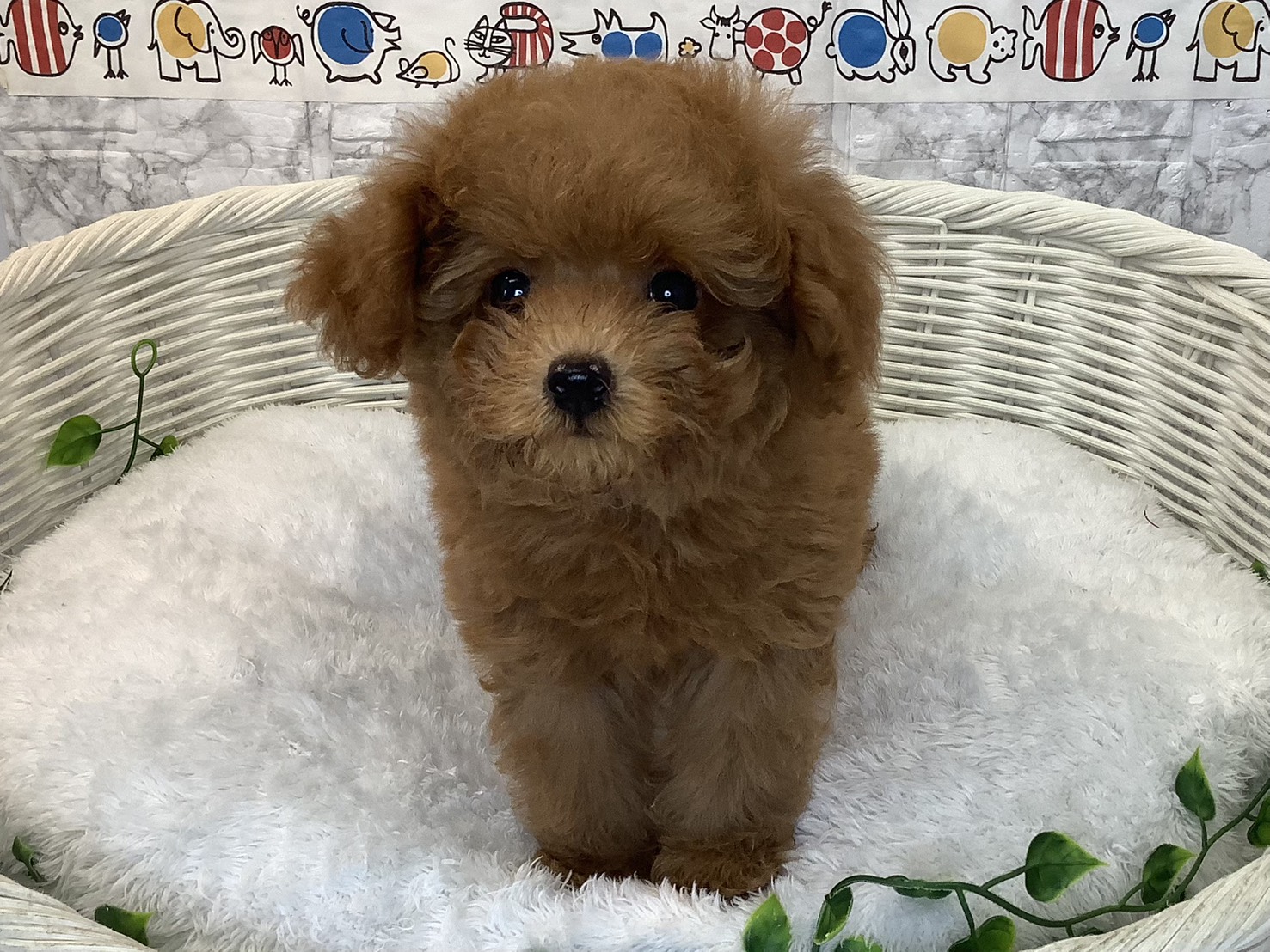 奈良県のトイプードル(トイ) (マルエスペット はんな店/2025年9月10日生まれ/男の子/アプリコット)の子犬の1枚目の画像
