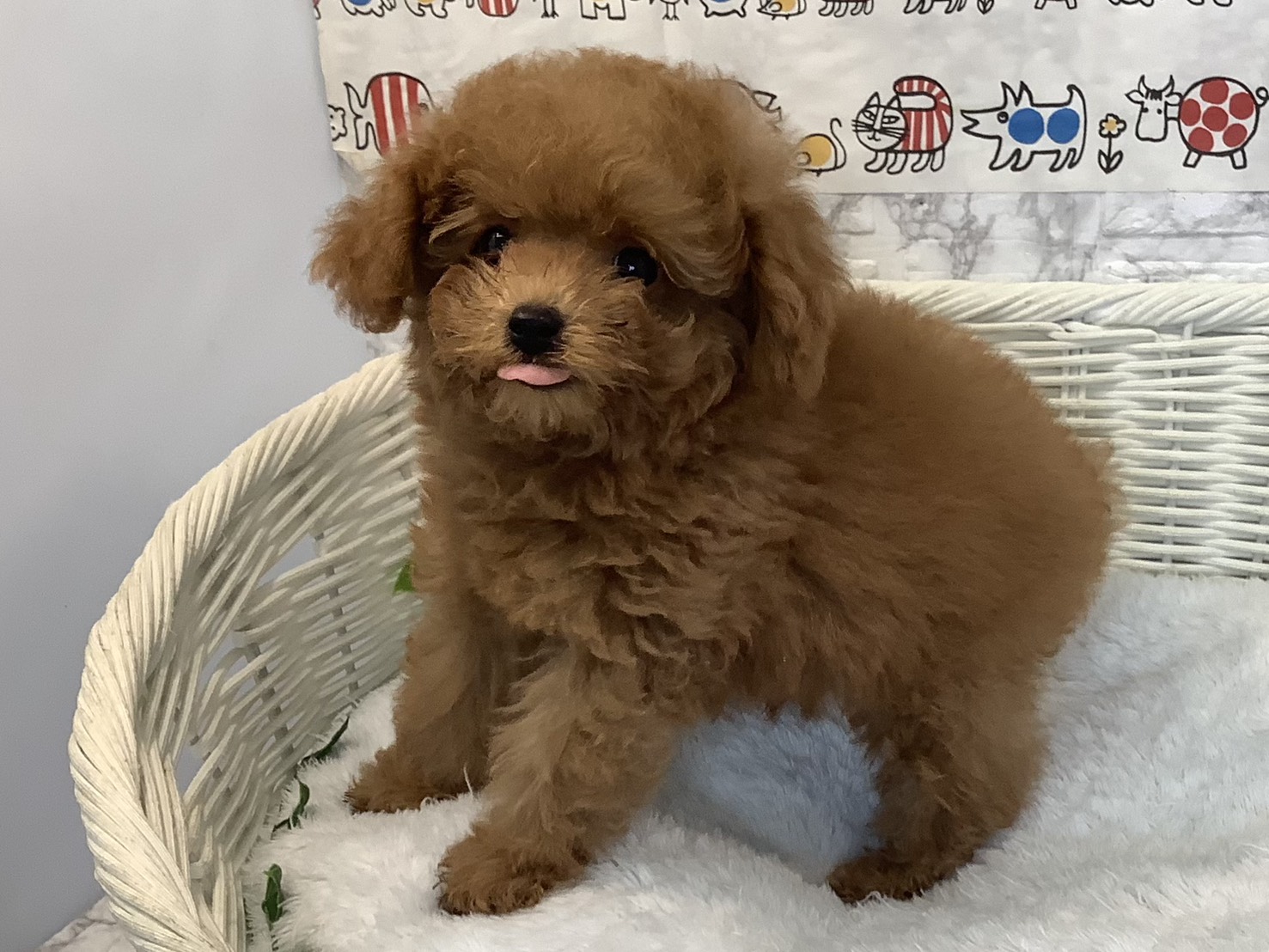 奈良県のトイプードル(トイ) (マルエスペット はんな店/2025年9月10日生まれ/男の子/アプリコット)の子犬の3枚目の画像