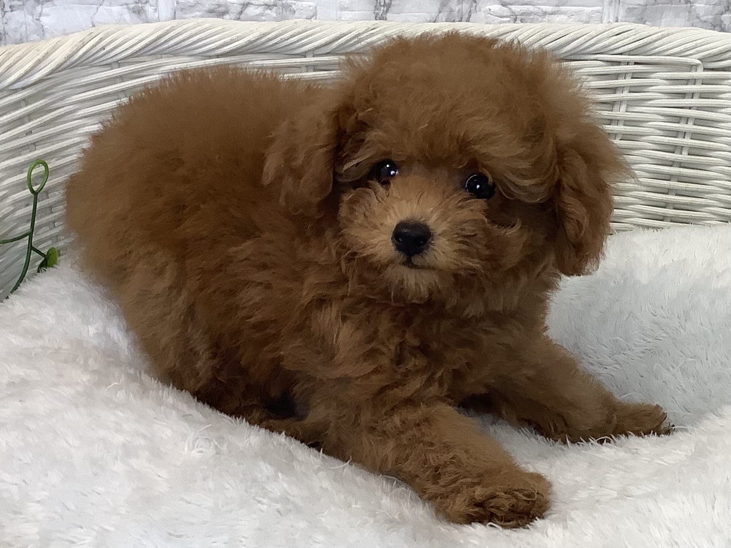 奈良県のトイプードル(トイ) (マルエスペット はんな店/2025年9月10日生まれ/男の子/アプリコット)の子犬の2枚目の画像