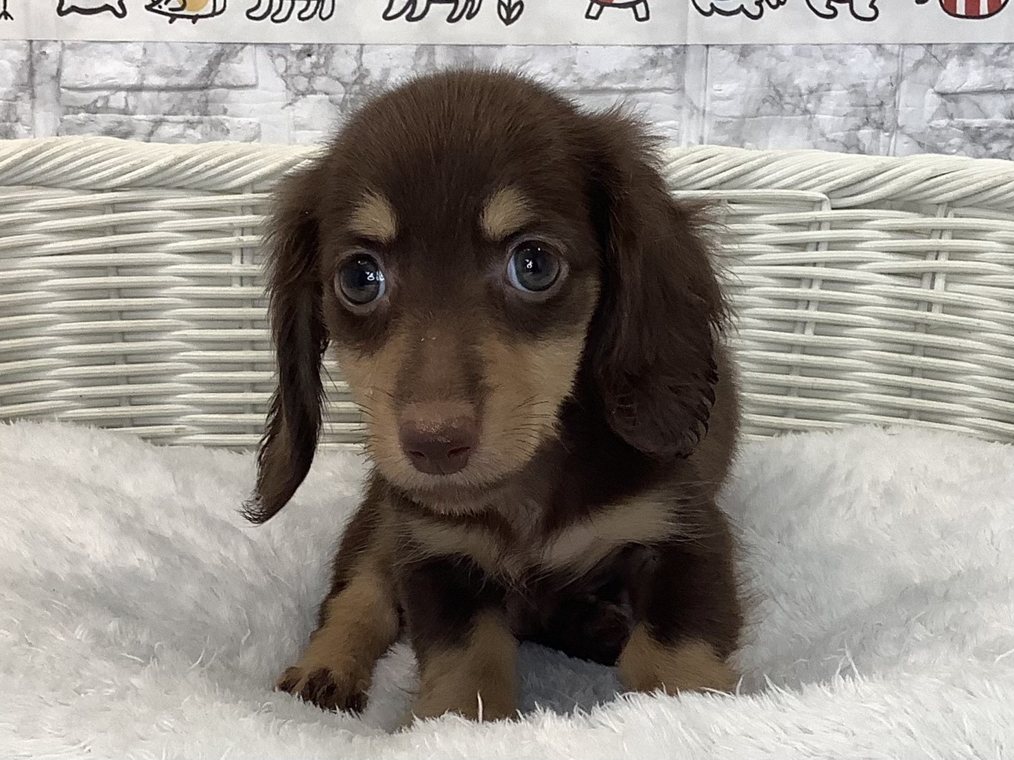 静岡県のミニチュアダックスフンド(ロング) (マルエスペット富士見台店/2025年9月15日生まれ/男の子/チョコレートイエロー)の子犬の1枚目の画像