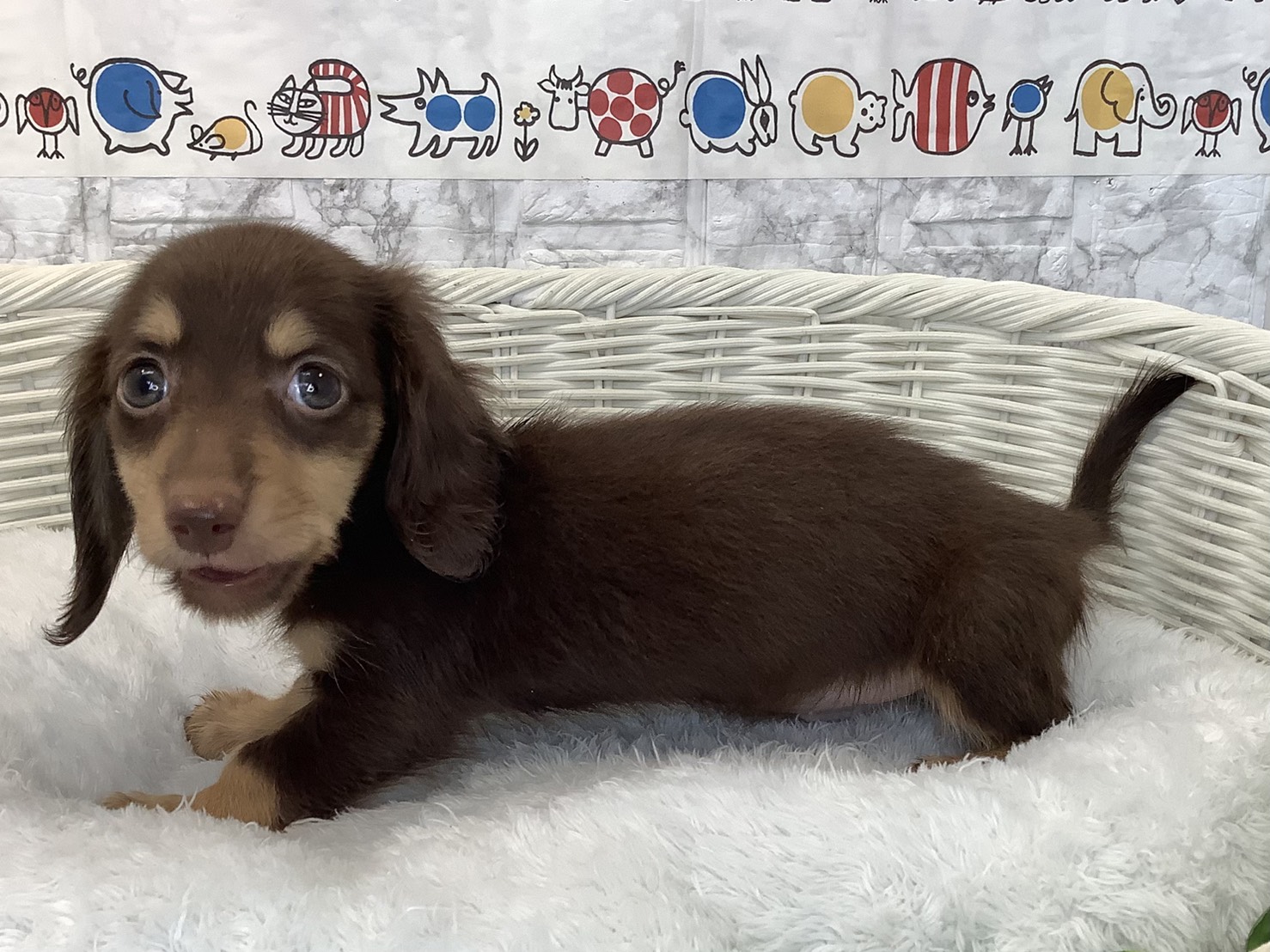 静岡県のミニチュアダックスフンド(ロング) (マルエスペット富士見台店/2025年9月15日生まれ/男の子/チョコレートイエロー)の子犬の3枚目の画像
