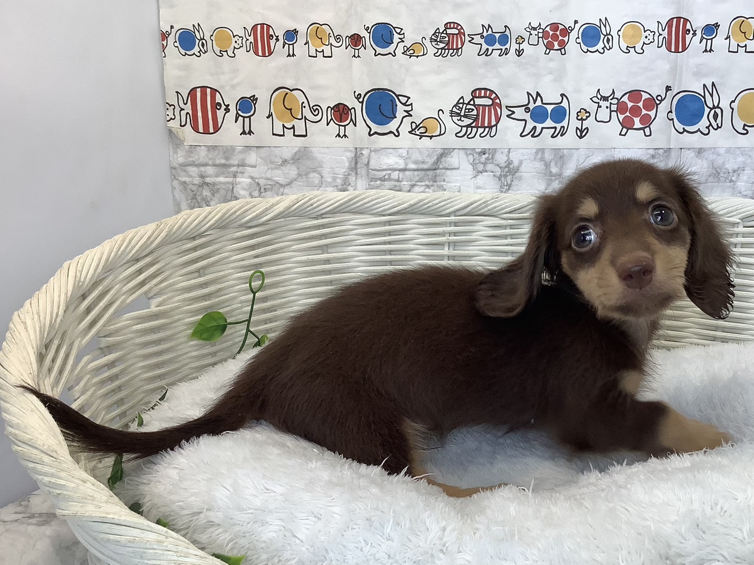 静岡県のミニチュアダックスフンド(ロング) (マルエスペット富士見台店/2025年9月15日生まれ/男の子/チョコレートイエロー)の子犬の2枚目の画像