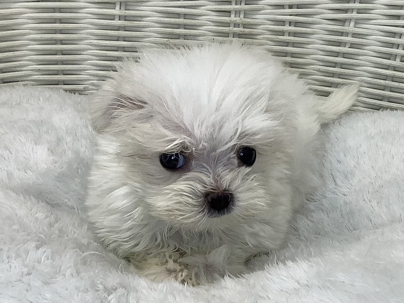 奈良県のマルチーズ (マルエスペット 富雄店/2025年9月14日生まれ/女の子/ホワイト)の子犬の1枚目の画像