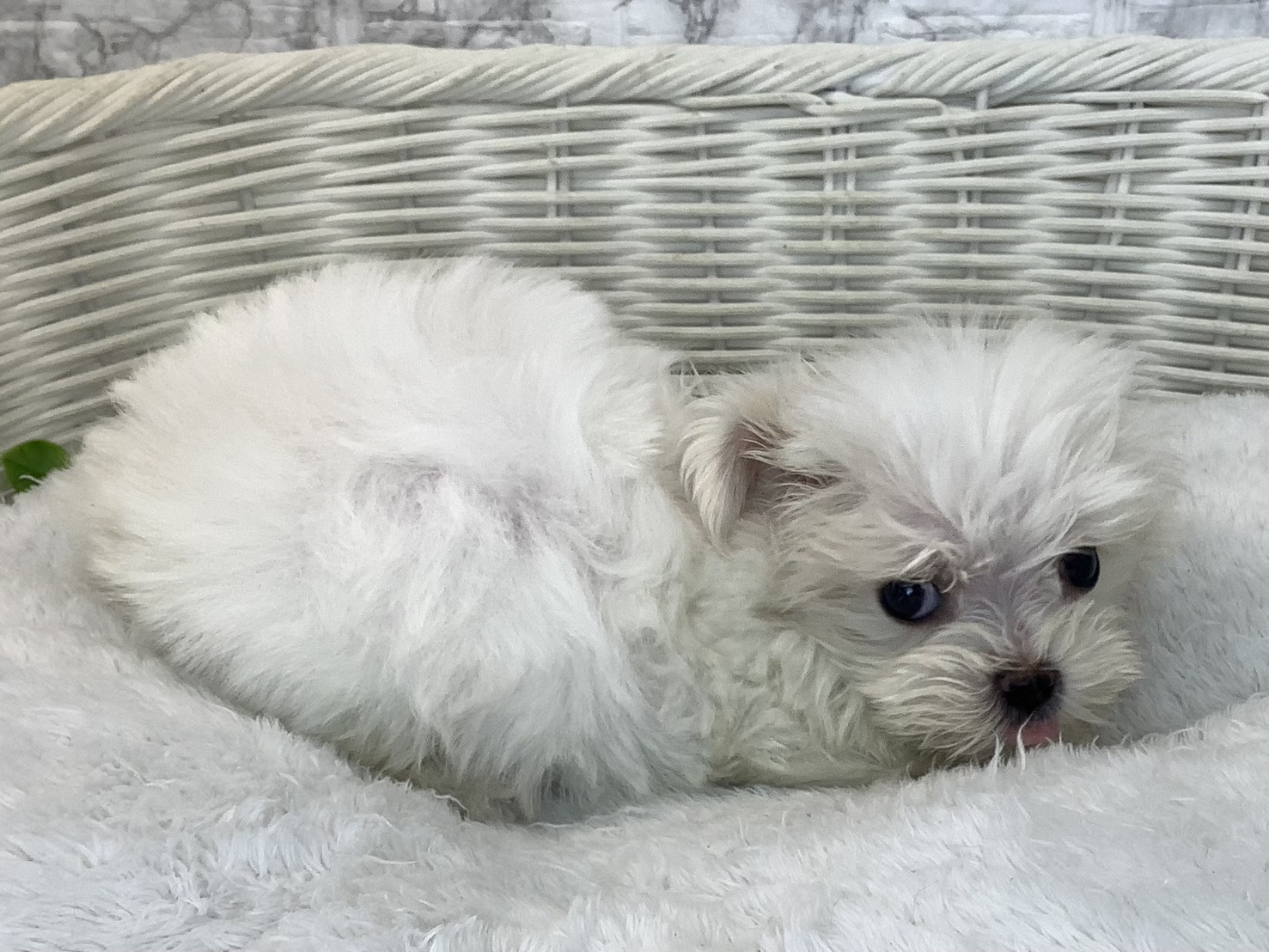 奈良県のマルチーズ (マルエスペット 富雄店/2025年9月14日生まれ/女の子/ホワイト)の子犬の2枚目の画像