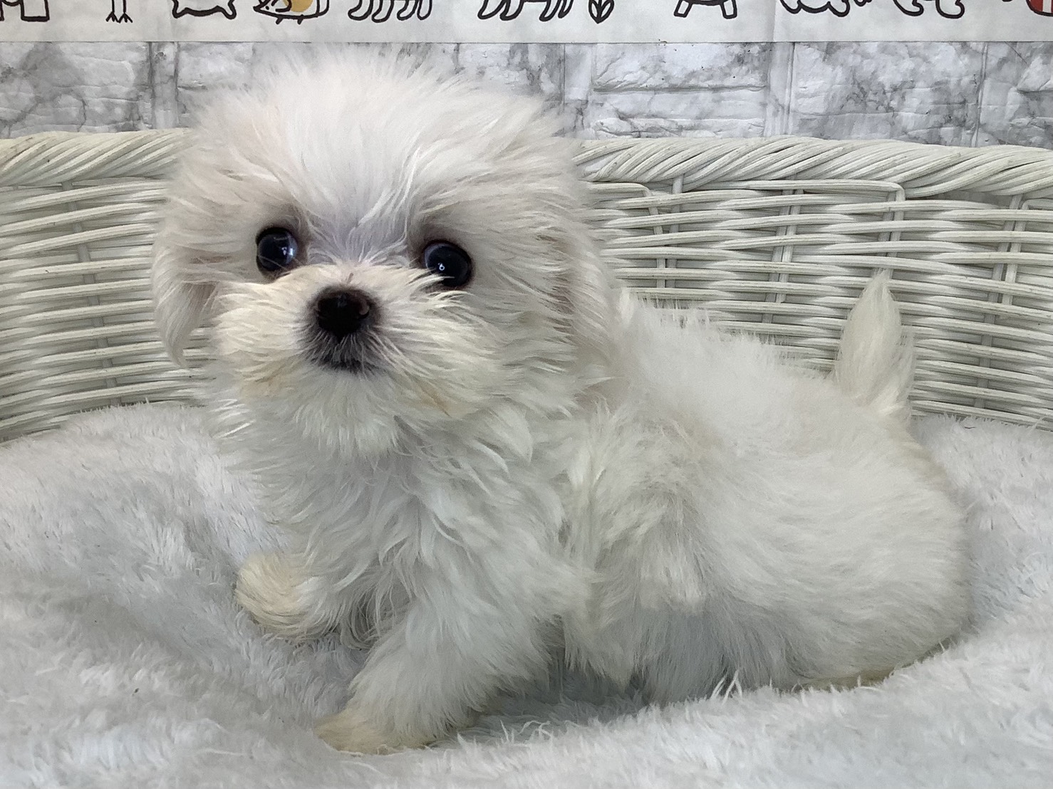 奈良県のマルチーズ (マルエスペット 富雄店/2025年9月14日生まれ/女の子/ホワイト)の子犬の3枚目の画像