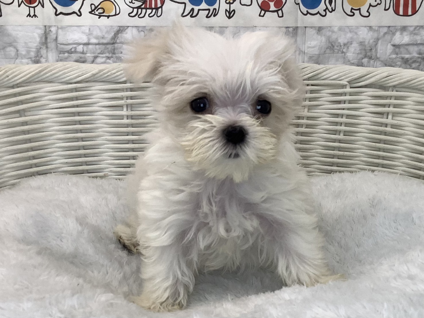 奈良県のマルチーズ (マルエスペット はんな店/2025年9月14日生まれ/男の子/ホワイト)の子犬の1枚目の画像