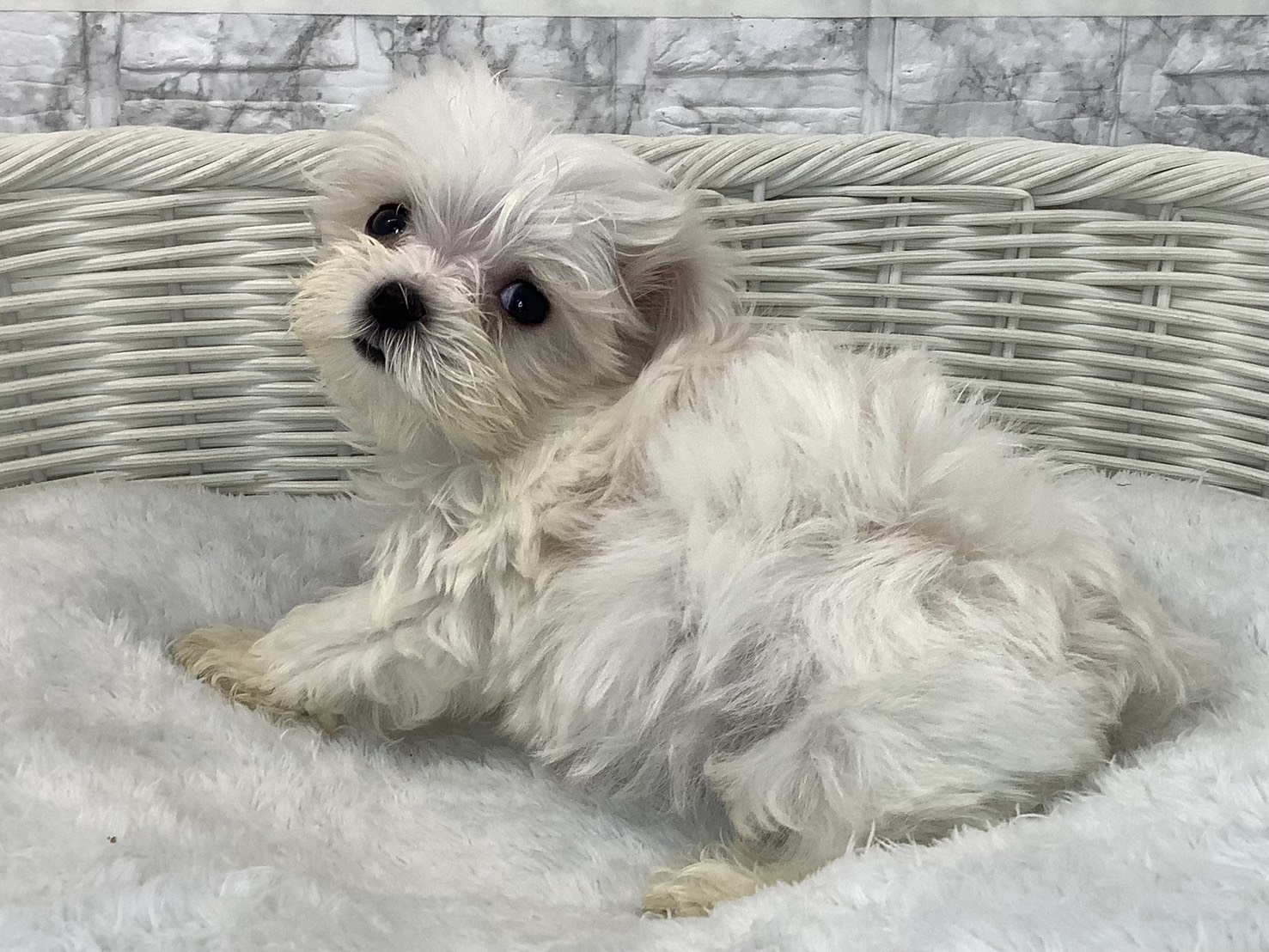 奈良県のマルチーズ (マルエスペット はんな店/2025年9月14日生まれ/男の子/ホワイト)の子犬の3枚目の画像