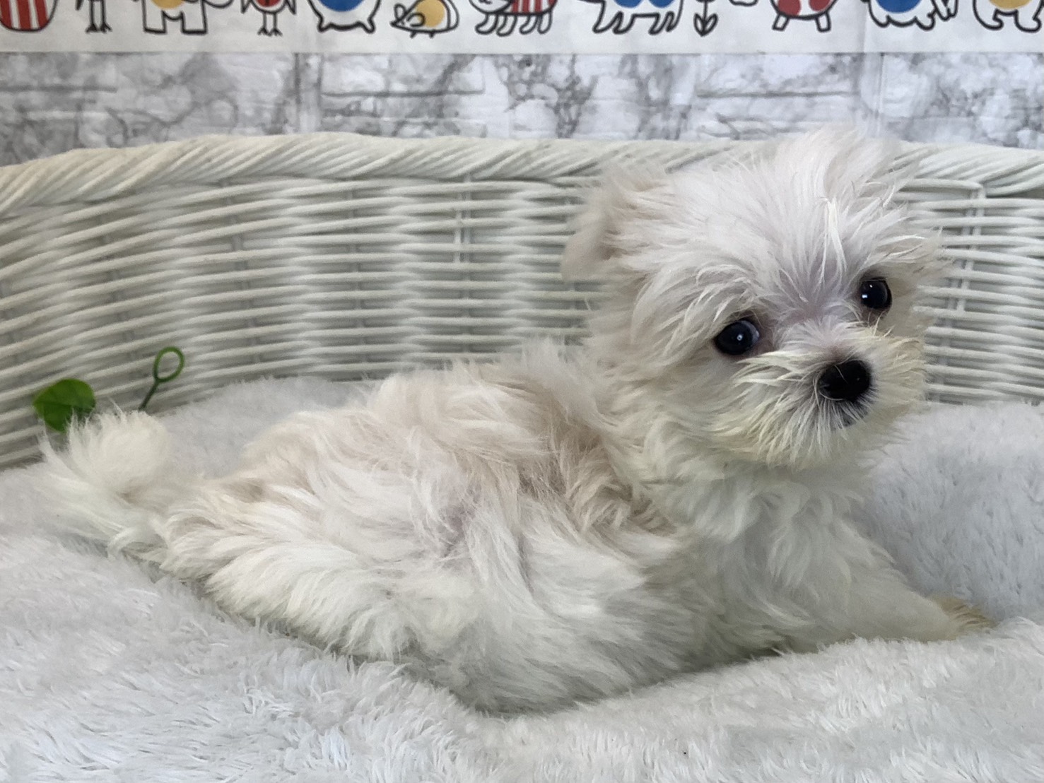 奈良県のマルチーズ (マルエスペット はんな店/2025年9月14日生まれ/男の子/ホワイト)の子犬の2枚目の画像