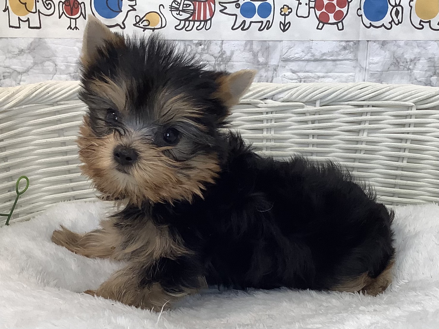 静岡県のヨークシャーテリア (マルエスペットホームアシスト店/2025年9月13日生まれ/女の子/スチールブルータン)の子犬の3枚目の画像